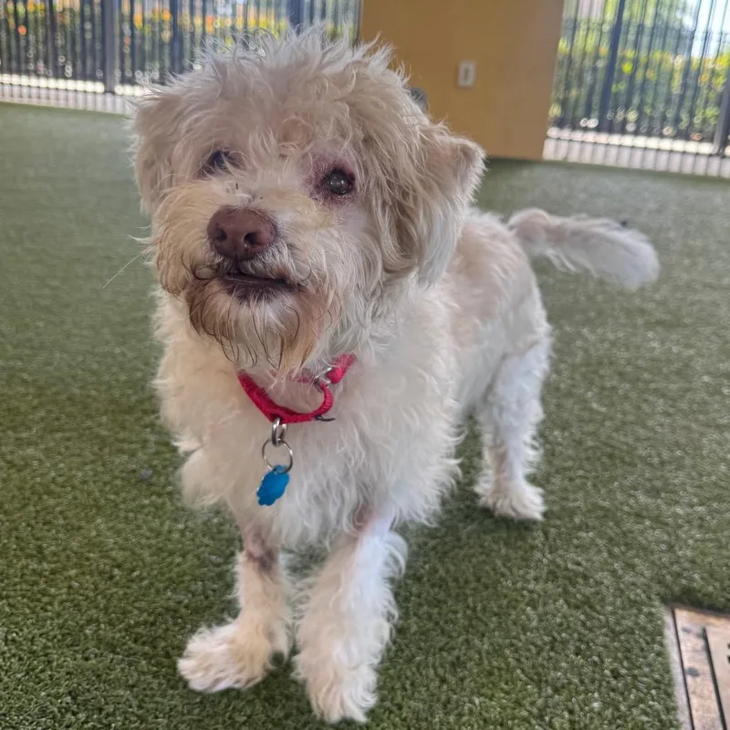 A senior small-sized male White / Cream Scottish Terrier dog named Sherlock for adoption in West Palm Beach, FL