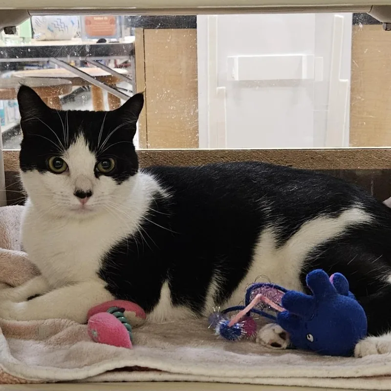 A young small-sized female Black Domestic Short Hair cat named Piper for adoption in Mount Laurel, NJ