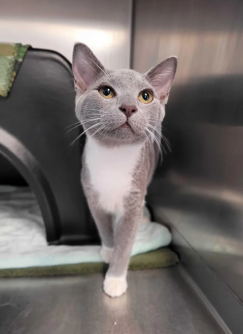 A baby medium-sized male Gray & White Domestic Short Hair cat named Lenny And Arya for adoption in Nantucket, MA