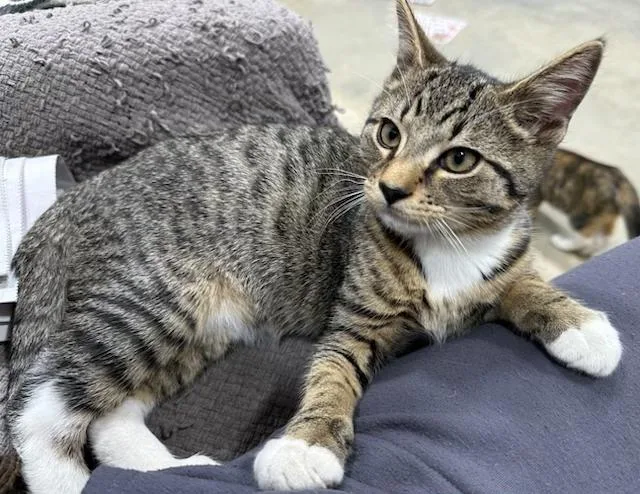 Hamilton thumbnail 2