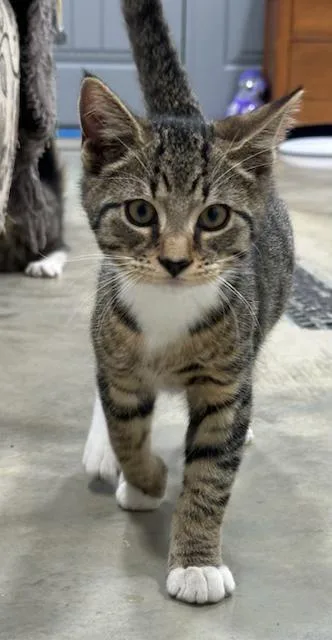 Hamilton thumbnail 3