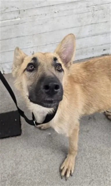 A young medium-sized male Belgian Shepherd / Malinois dog named Clive for adoption in San Bernardino, CA