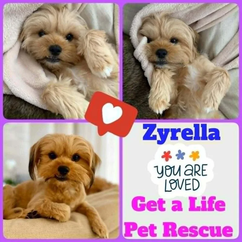 Zyrella