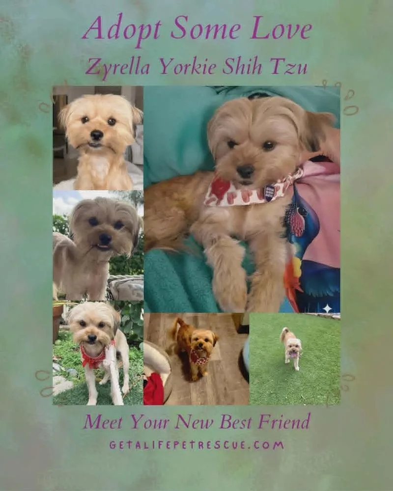 Zyrella thumbnail 4