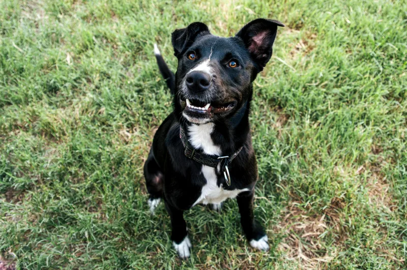 A young medium-sized female Black Labrador Retriever dog named Lulu NY for adoption in Magnolia, TX