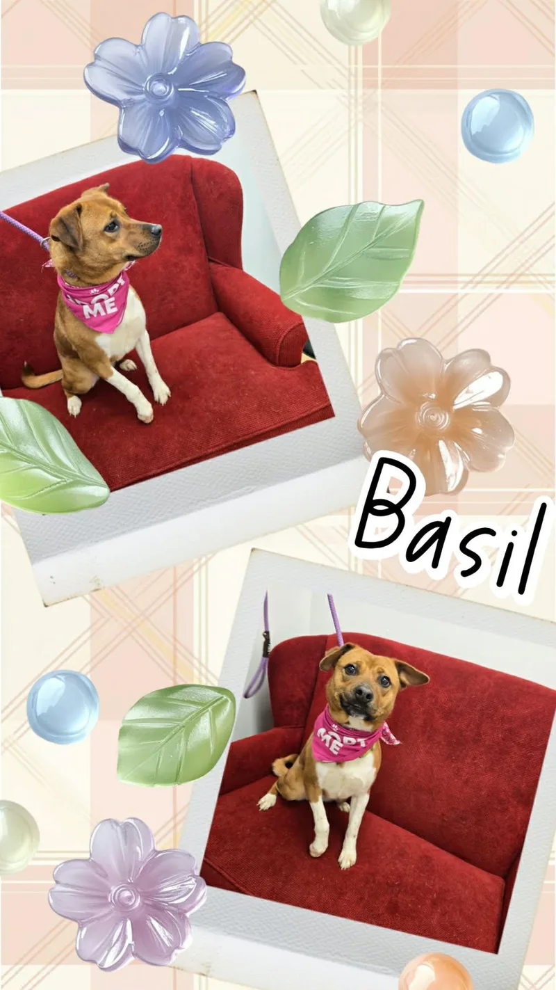 Basil