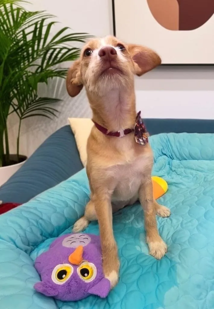 A baby small-sized female Terrier dog named Natashamo Old Puppy! for adoption in Fort Myers, FL