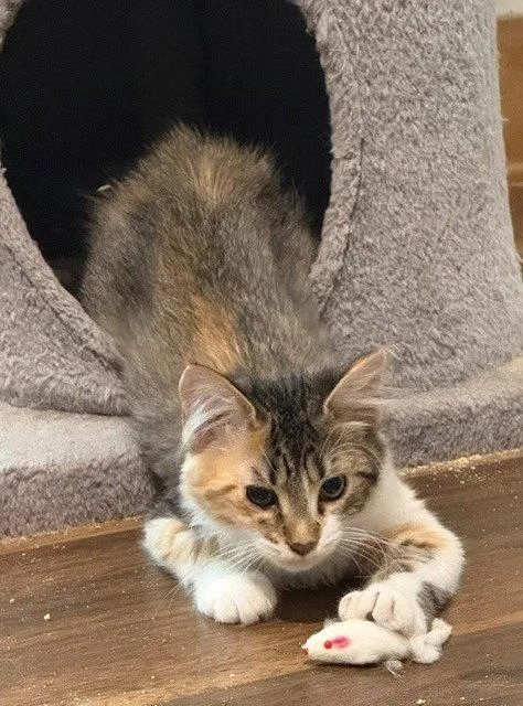A baby small-sized female Domestic Medium Hair cat named Melody for adoption in Ellijay, GA