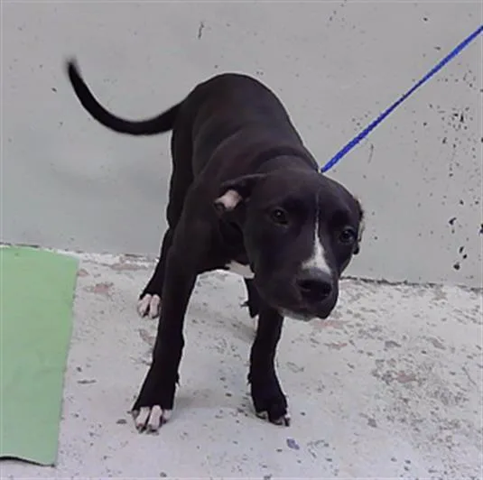 A baby medium-sized female Staffordshire Bull Terrier dog named Lady for adoption in Houston, TX