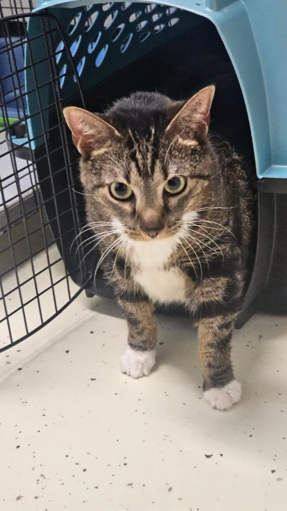 An adult large-sized female Domestic Short Hair cat named Truffles for adoption in Crossville, TN
