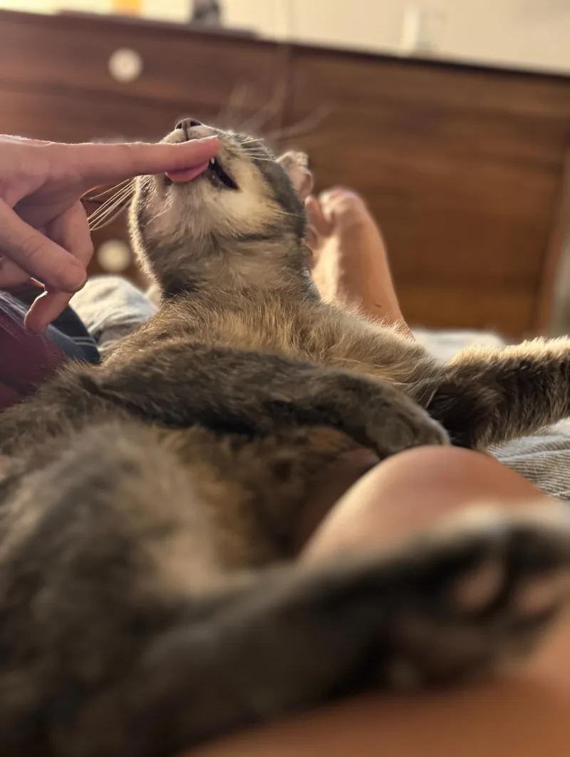 An adult medium-sized female Tabby (Gray / Blue / Silver) Domestic Short Hair cat named Amie for adoption in Brooklyn, NY