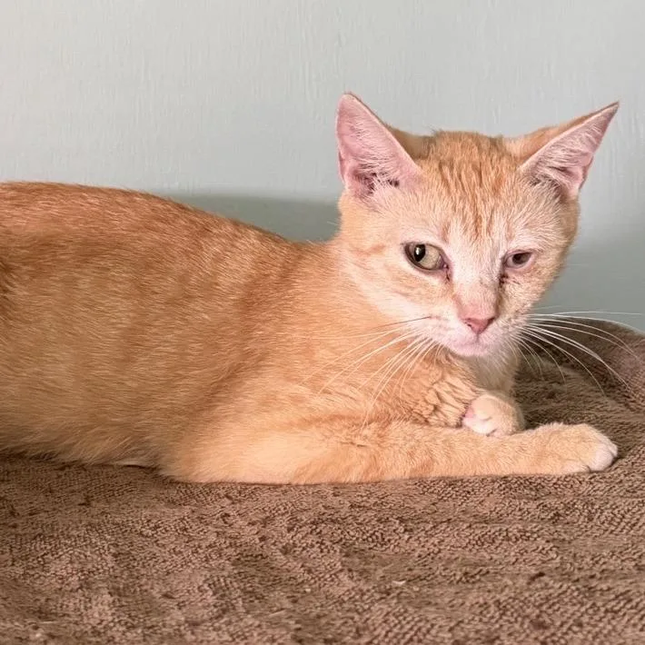 A young medium-sized female Orange / Red Domestic Short Hair cat named Fireball for adoption in Freeport, FL