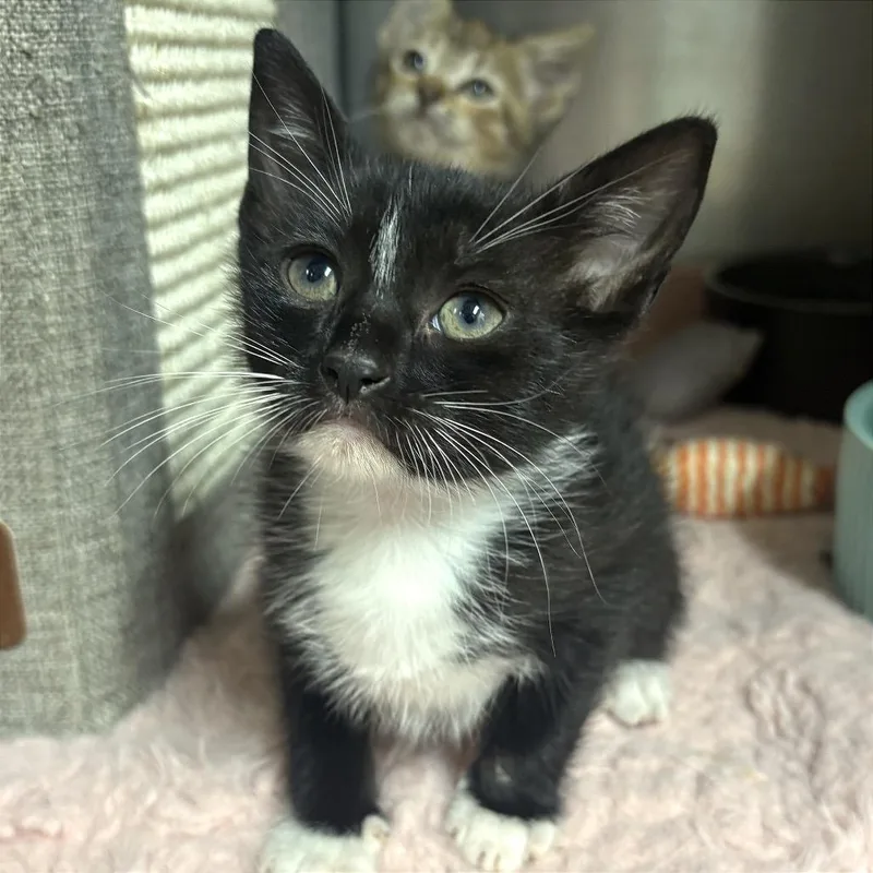 A baby small-sized male Black Domestic Short Hair cat named Wario for adoption in Fort Lauderdale, FL