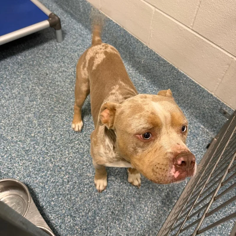An adult medium-sized male Gray / Blue / Silver Mixed Breed dog named Cinnamon Swirl for adoption in Greensboro, NC