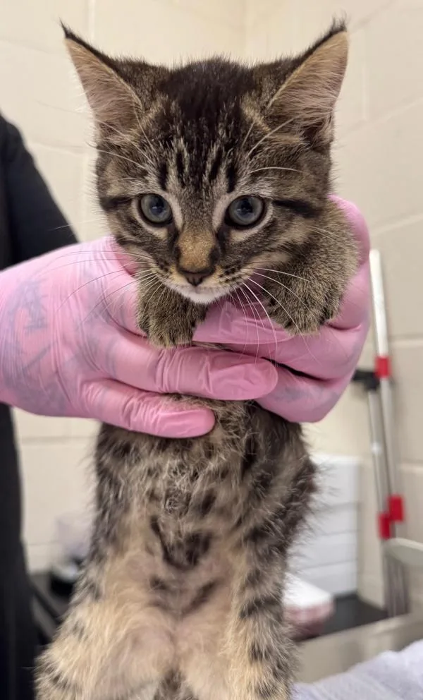 A baby small-sized female Domestic Short Hair cat named Diamonds And Pearls for adoption in El Cajon, CA