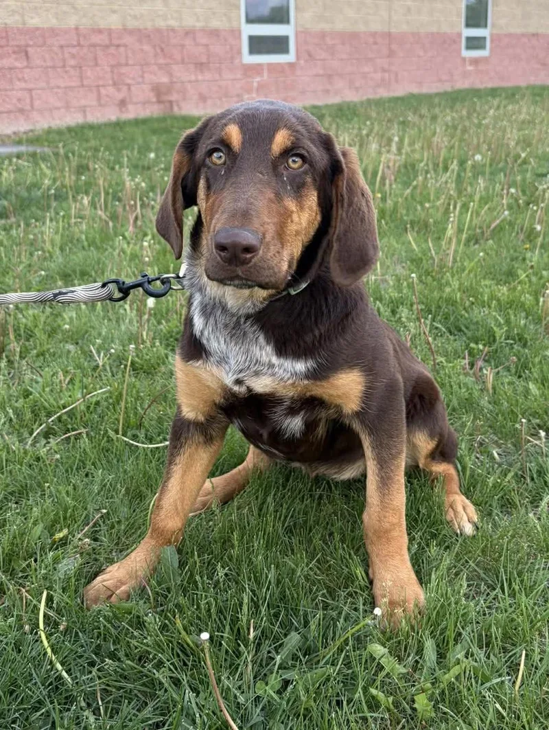A baby medium-sized female Red / Chestnut / Orange Hound dog named Hazel for adoption in Maryville, MO