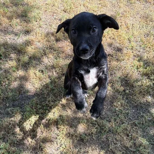 A baby medium-sized male Black Labrador Retriever dog named Cannoli for adoption in Valdosta, GA