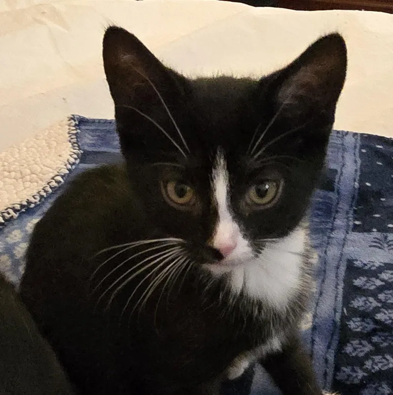 A baby medium-sized female Black & White / Tuxedo Domestic Short Hair cat named Giley for adoption in Grove City, OH