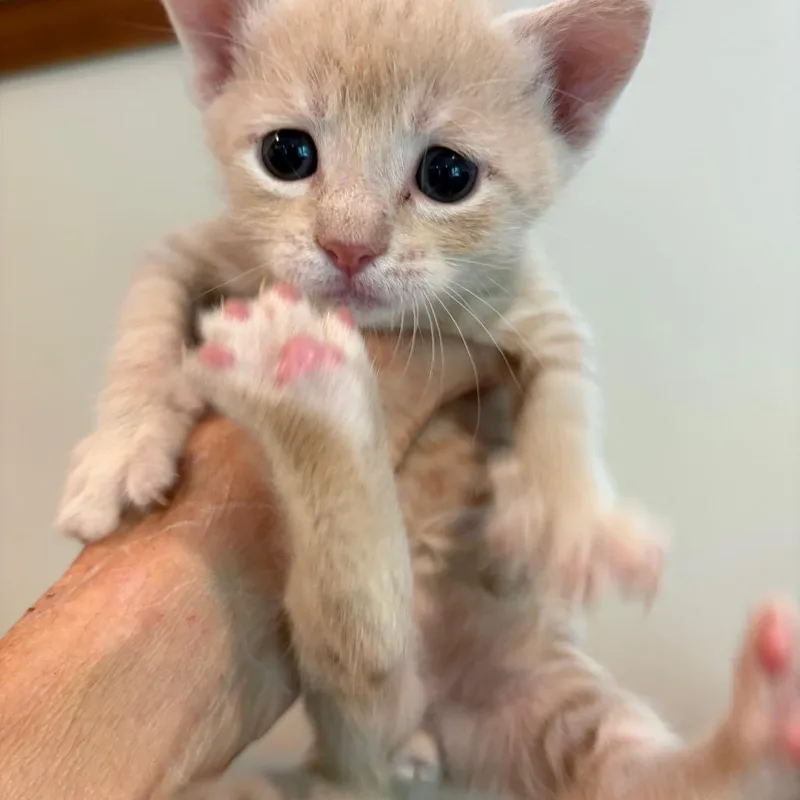 A baby small-sized male Buff / Tan / Fawn Domestic Short Hair cat named Dallas for adoption in Long Beach, CA