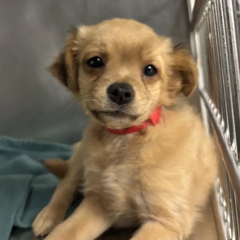 A baby small-sized female Yellow / Tan / Blond / Fawn Chihuahua dog named Hazel A for adoption in Mission Hills, CA