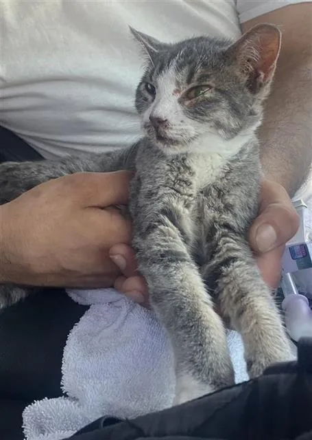 A young small-sized female Domestic Short Hair cat named Liz for adoption in San Antonio, TX