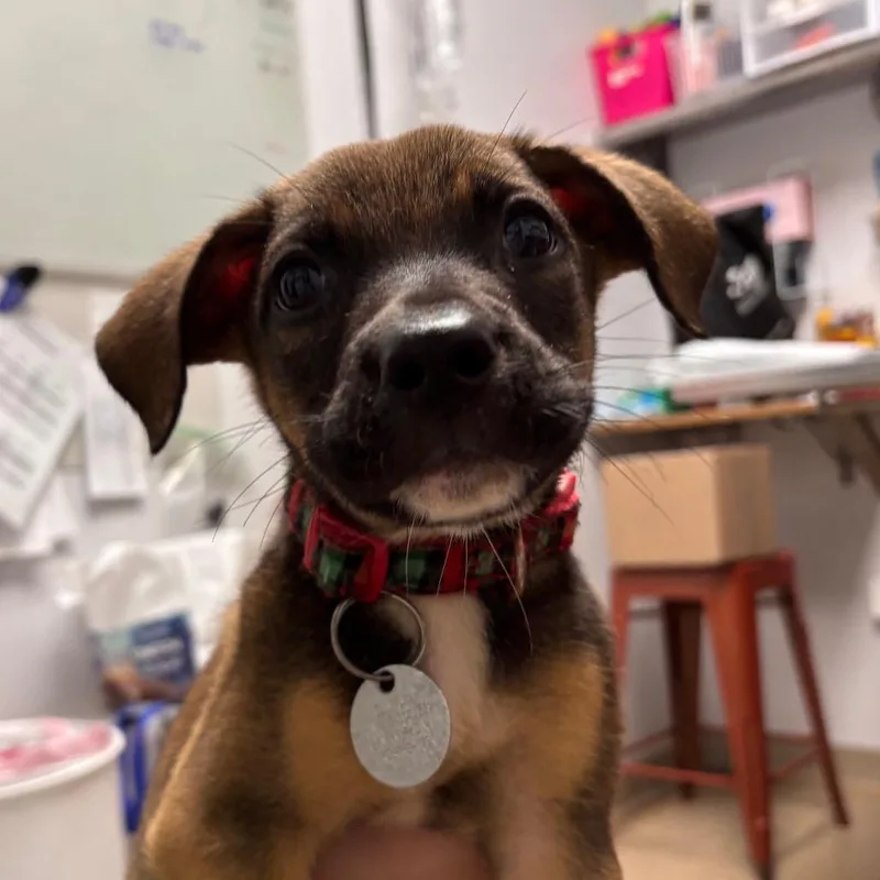 A baby small-sized male Terrier dog named Arlo for adoption in Brookfield, WI