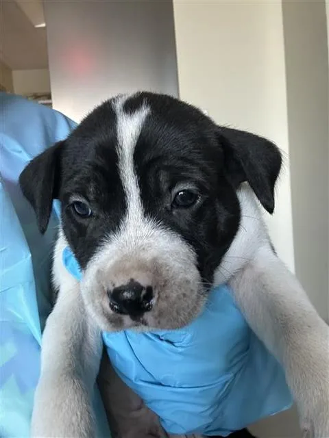 A baby medium-sized male Terrier dog named Grumpy for adoption in San Antonio, TX