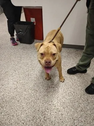 An adult large-sized female Terrier dog named Nala for adoption in Gastonia, NC