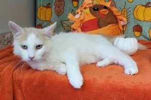 A young medium-sized male Domestic Medium Hair cat named Otis for adoption in Bucyrus, OH
