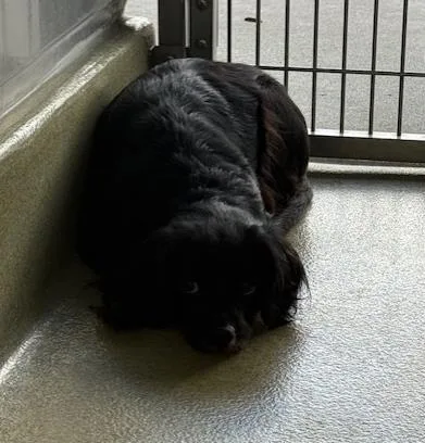 A young small-sized female Cocker Spaniel dog named Wanda for adoption in San Martin, CA