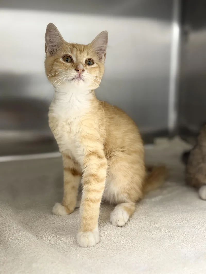 A baby medium-sized female Orange & White Domestic Short Hair cat named Clarabelle for adoption in Pawleys Island, SC