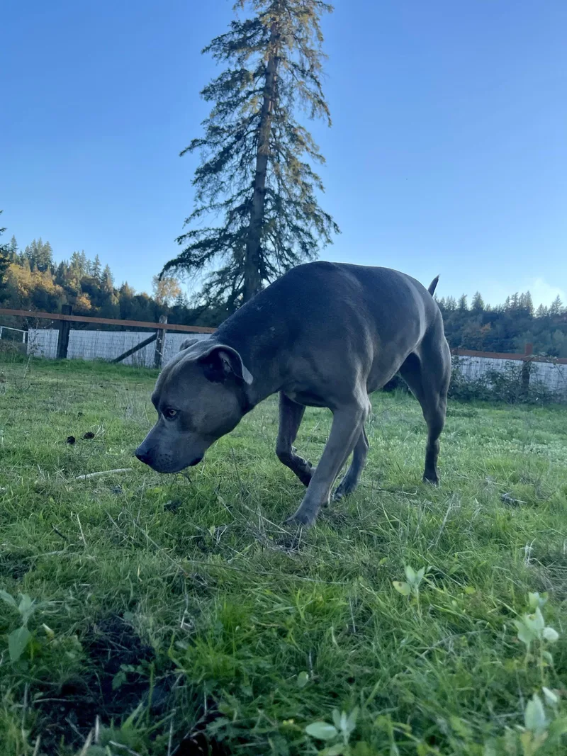 An adult large-sized female Gray / Blue / Silver American Staffordshire Terrier dog named Tatah for adoption in Des Moines, WA