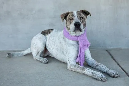 A young large-sized male Mixed Breed dog named Henry for adoption in Longmont, CO