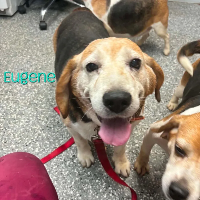 A senior large-sized male Brown / Chocolate Beagle dog named Eugene for adoption in Parkersburg, WV