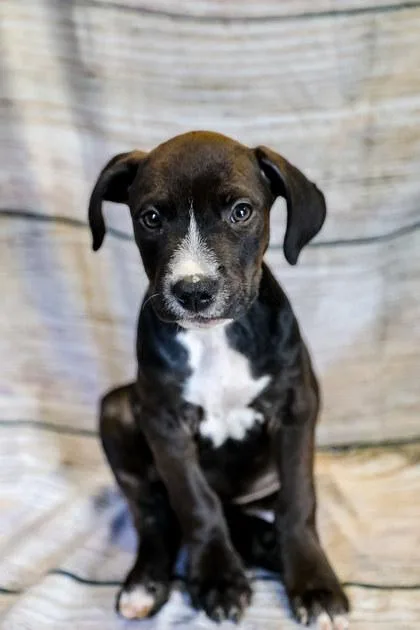 A baby large-sized male Mixed Breed dog named Ryder for adoption in Dothan, AL