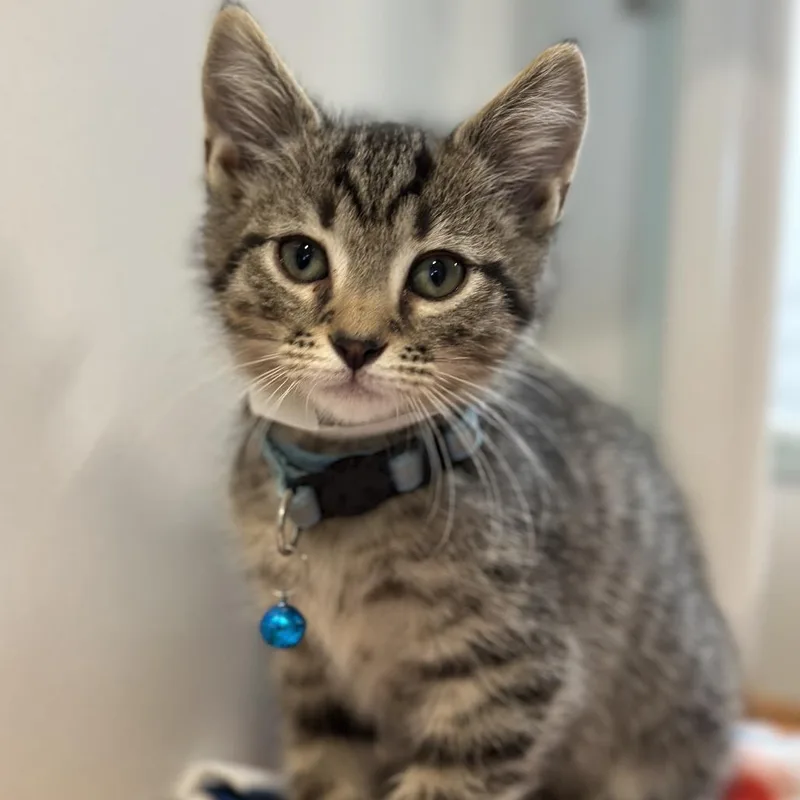 Princeton thumbnail 2