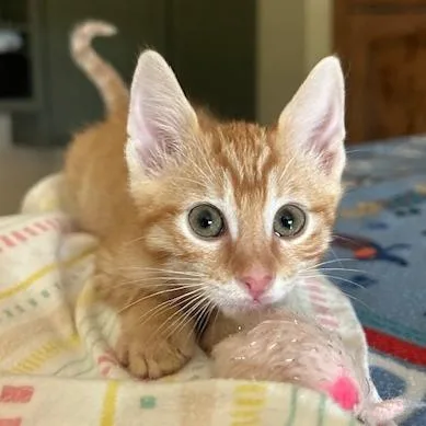 A baby small-sized male Orange / Red Domestic Short Hair cat named Wally for adoption in Bastrop, TX
