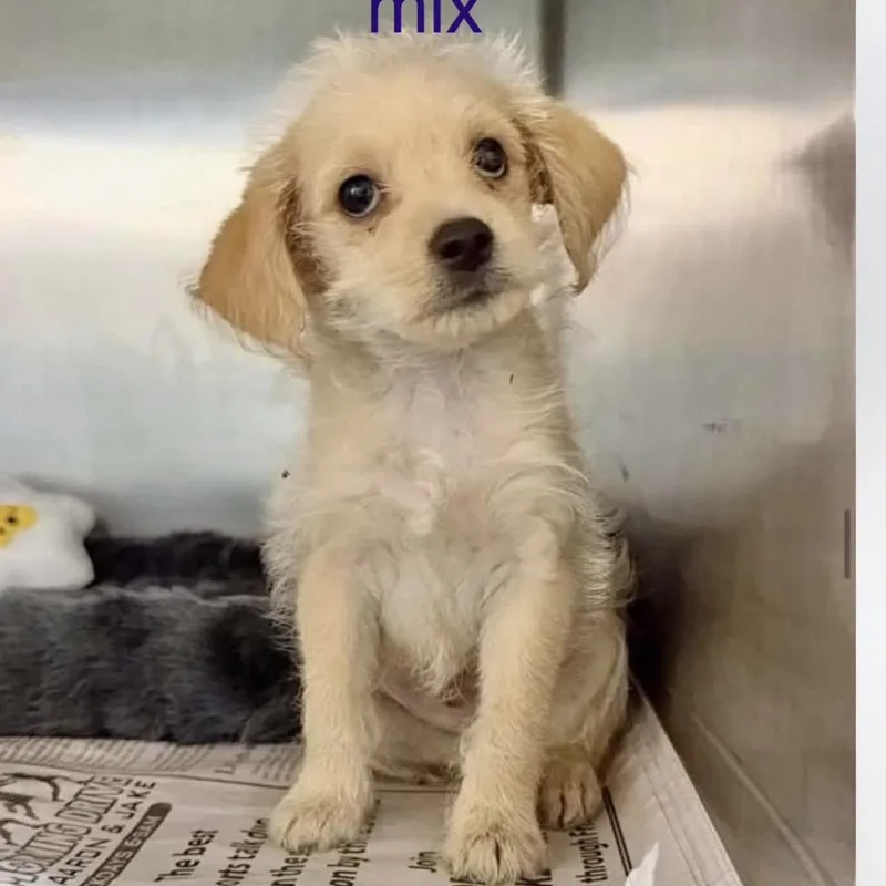 A baby small-sized male Yellow / Tan / Blond / Fawn Mixed Breed dog named Jack for adoption in Baton Rouge, LA