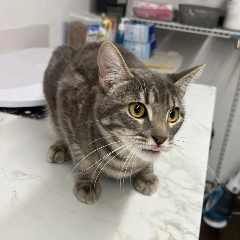 Corona
