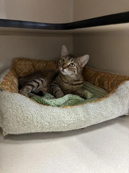 A young medium-sized female Tabby (Brown / Chocolate) Domestic Short Hair cat named Bam Bam for adoption in Steamboat Springs, CO