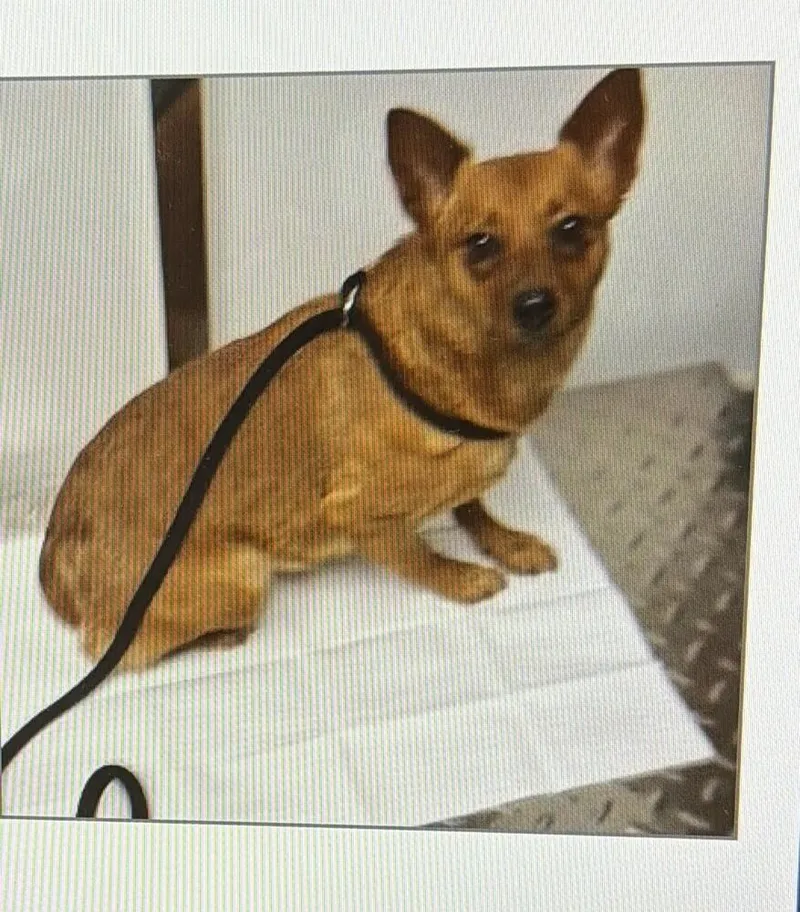 A young medium-sized female Tricolor (Brown, Black, & White) Chihuahua dog named New York for adoption in Parker, CO