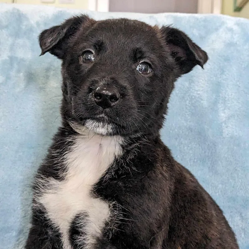 Snuffles thumbnail 2