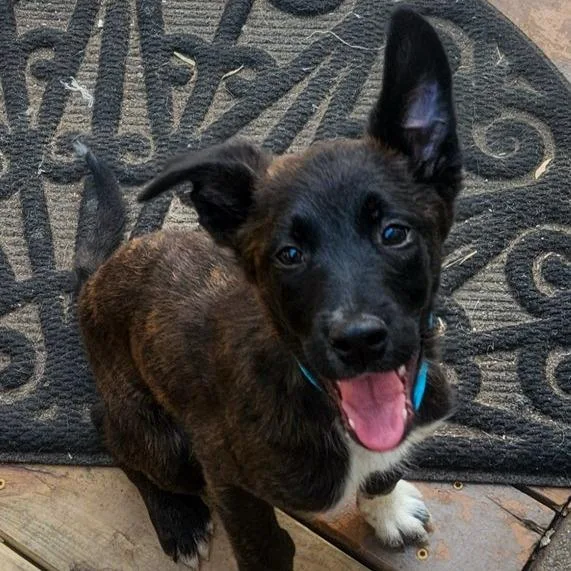 Snuffles thumbnail 3