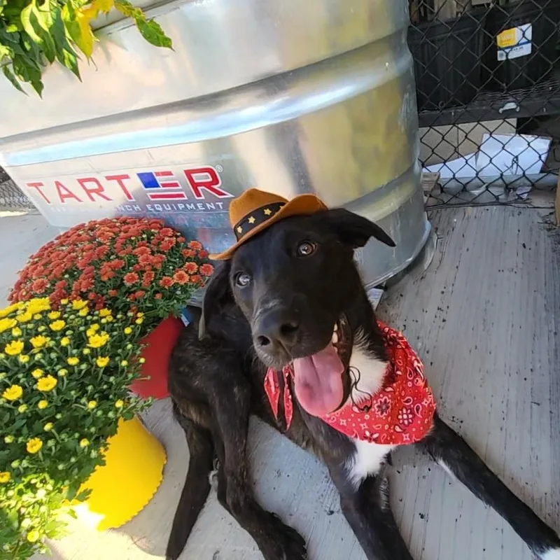 Snuffles thumbnail 4