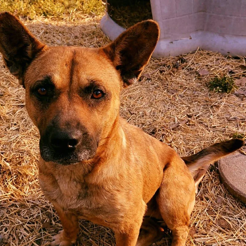 An adult small-sized female Dutch Shepherd dog named Roxie for adoption in Rogersville, MO