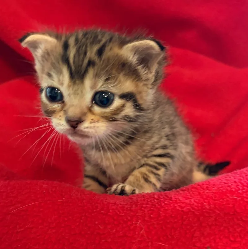 A baby small-sized female Domestic Short Hair cat named Ellis for adoption in Spring, TX