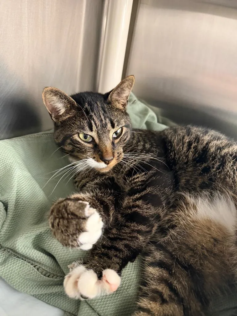 A young medium-sized male Domestic Short Hair cat named Leo for adoption in Pomona, NY