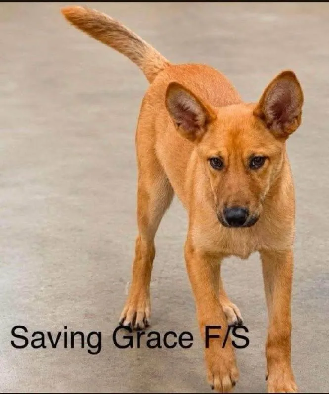 A young medium-sized female Golden Mixed Breed dog named Saving Grace  arriving for adoption in Chardon, OH