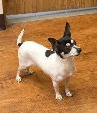 A senior small-sized female Chihuahua dog named Brie for adoption in Evergreen, CO