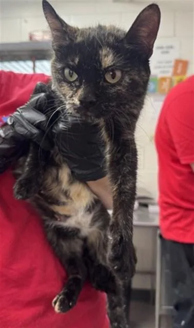 A young small-sized female Domestic Short Hair cat named Ava for adoption in San Bernardino, CA
